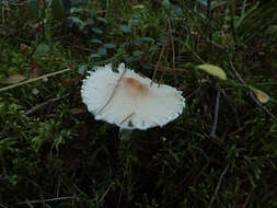 Image of Lepiota clypeolaria (Bull.) P. Kumm. 1871