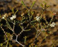 Image of Macrostylis squarrosa Bartl. & Wendl. fil.