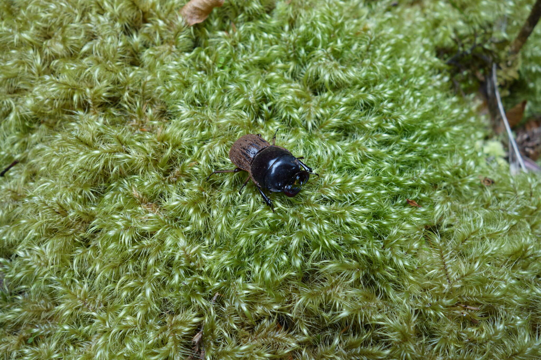 Image of Helms' stag beetle