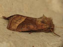 Image of rosy rustic