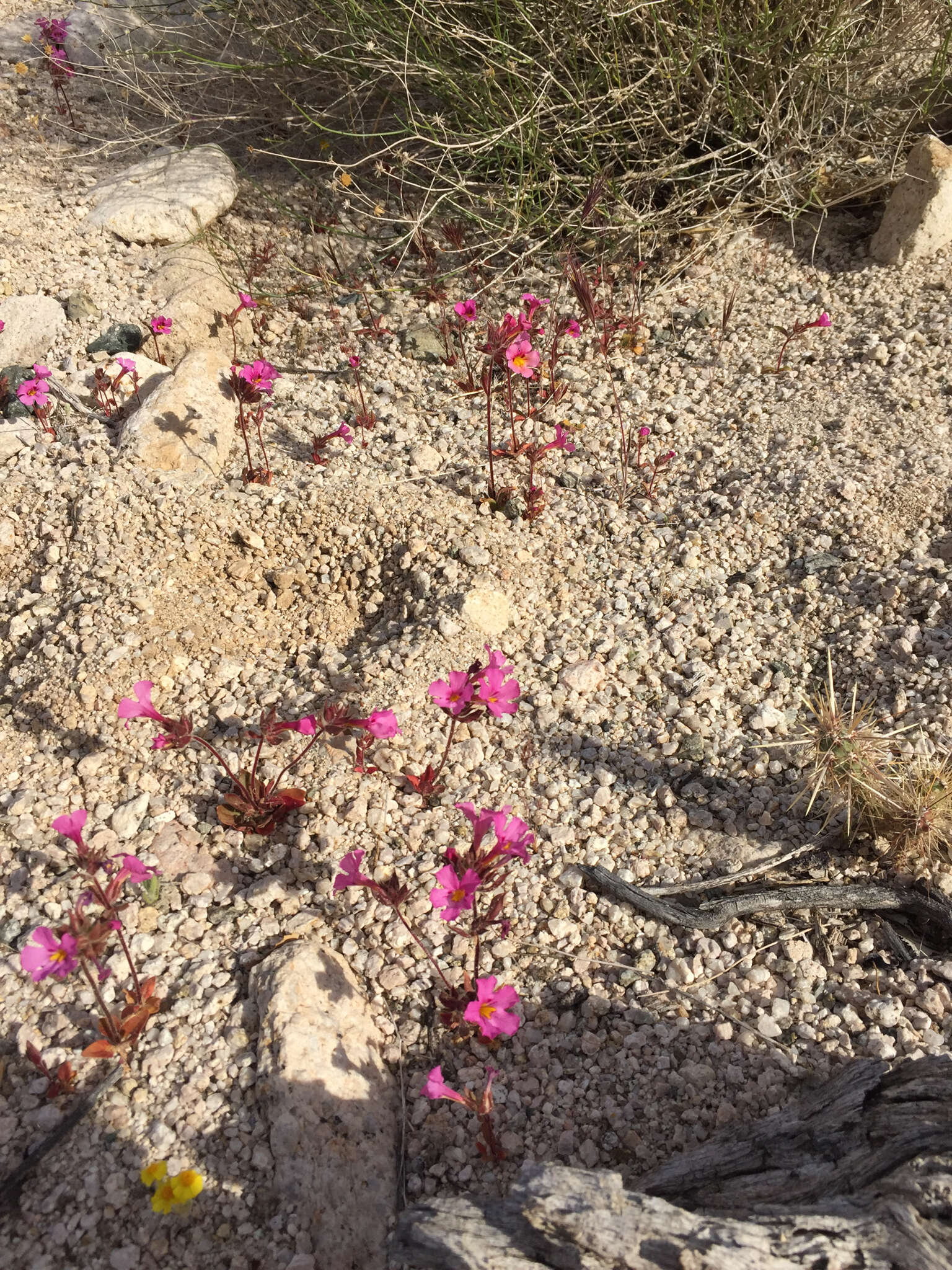 Image of Bigelow's monkeyflower