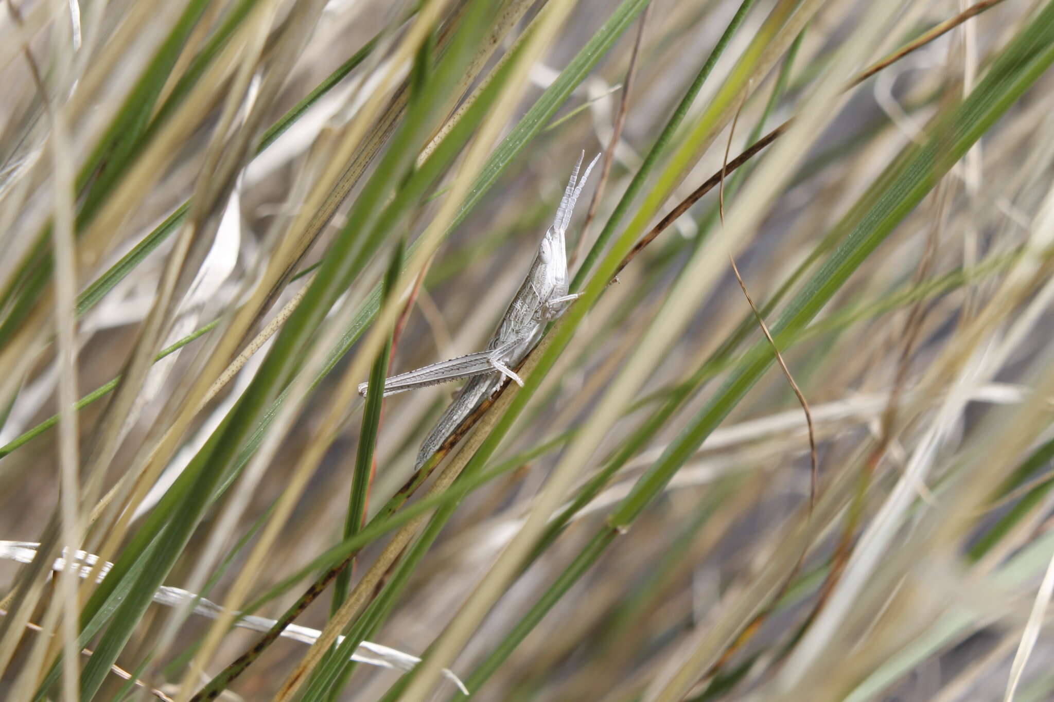 Pseudopomala brachyptera (Scudder & S. H. 1862)的圖片