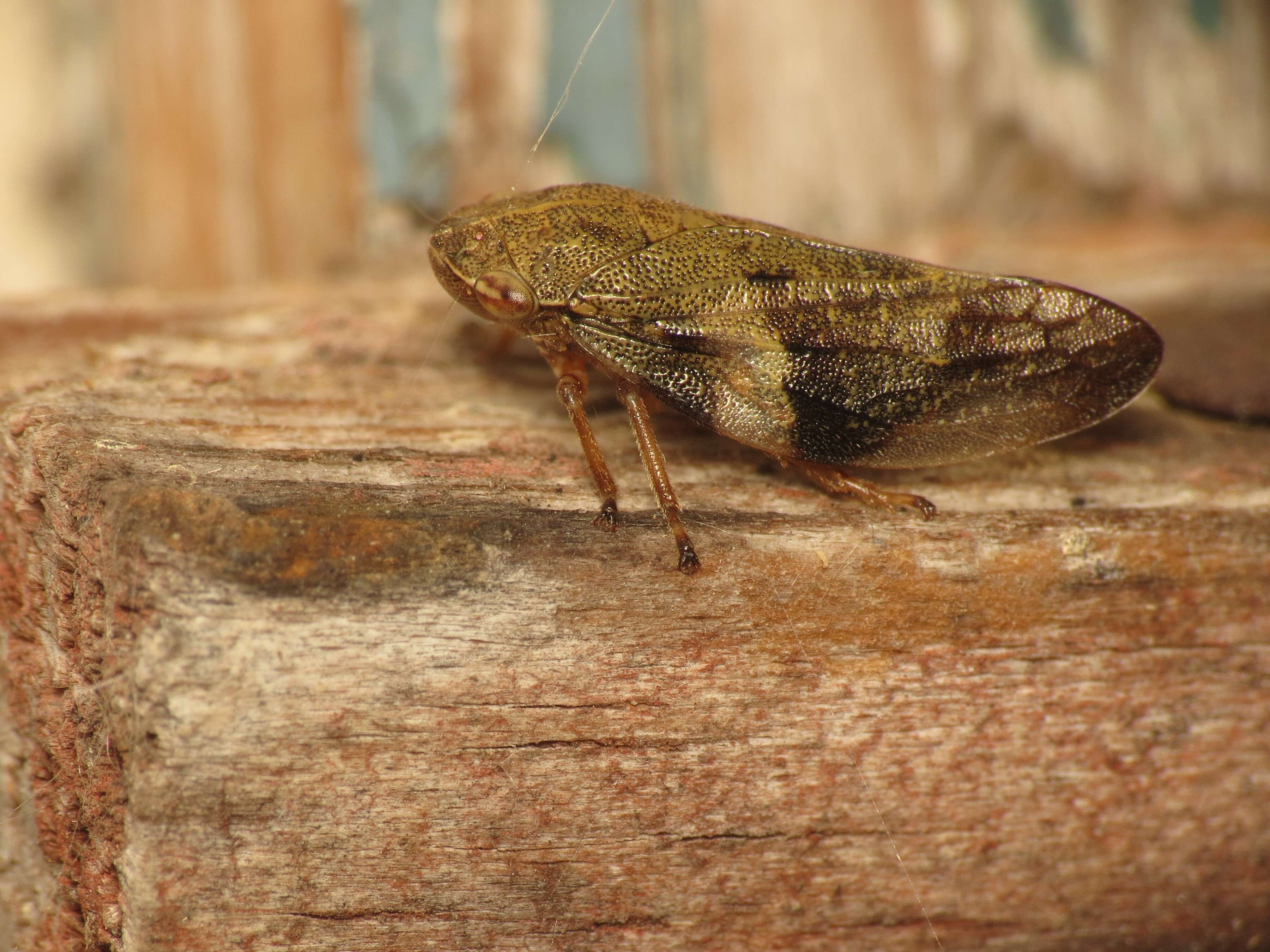 Image of European Alder Spittlebug