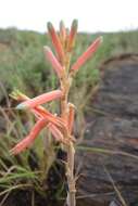 Aloe kniphofioides Baker resmi