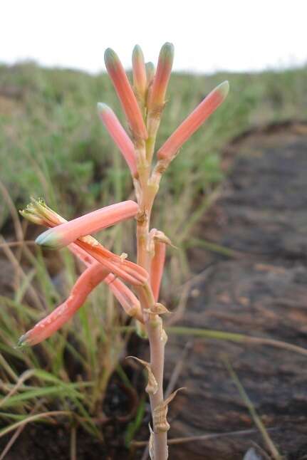 Aloe kniphofioides Baker resmi