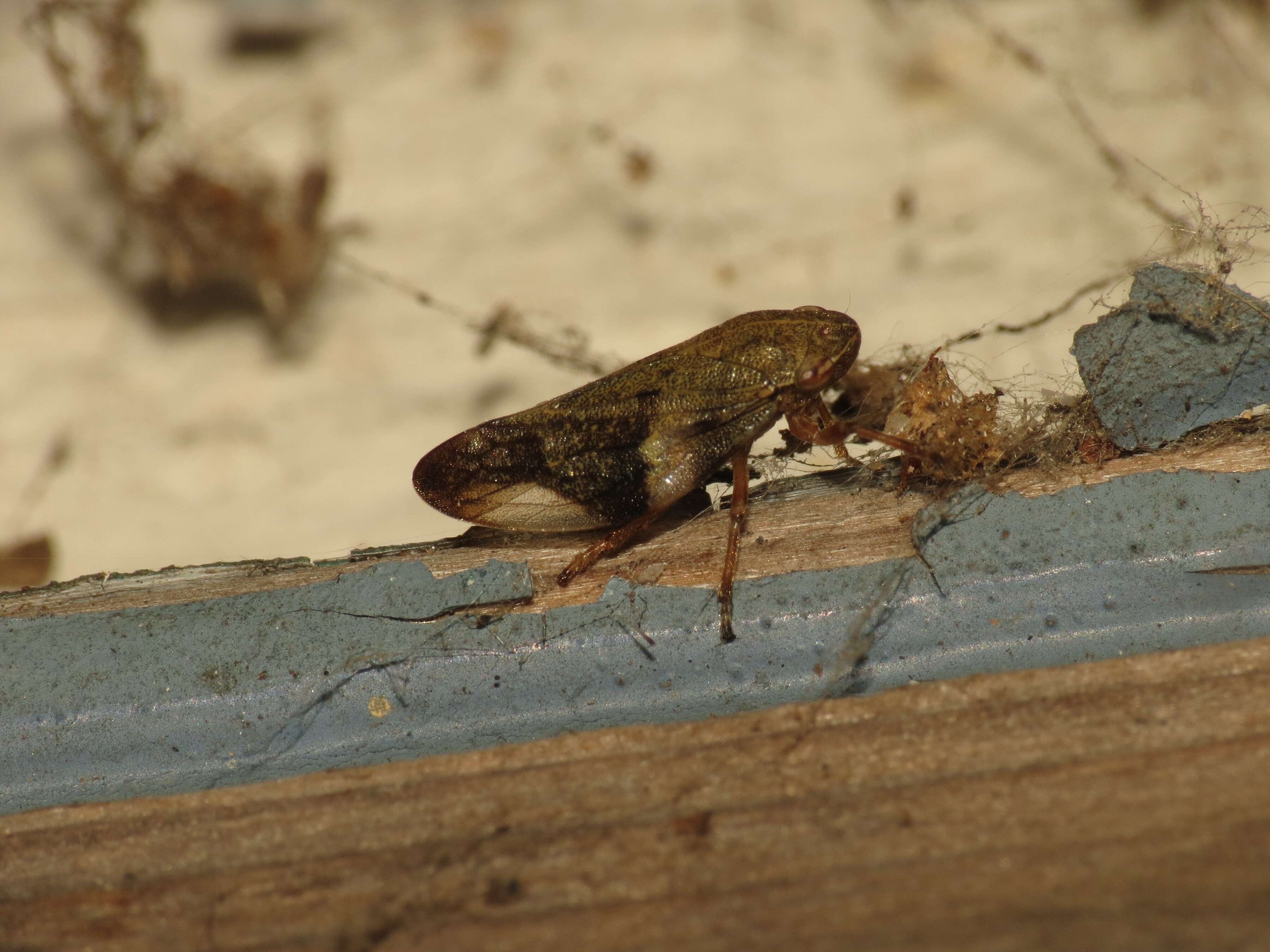 Image of European Alder Spittlebug