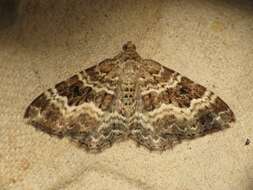 Image of common carpet