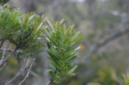 Sivun Euclea racemosa subsp. daphnoides (Hiern) F. White kuva