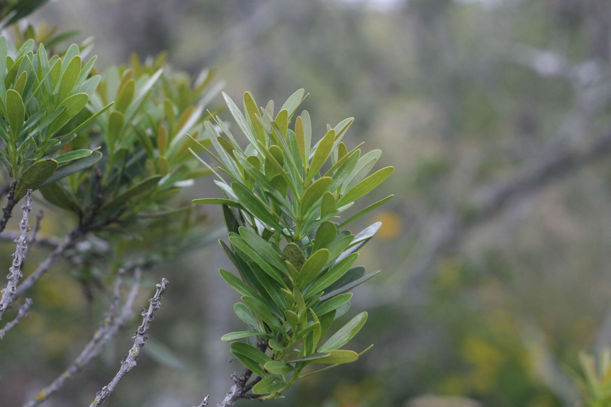 Sivun Euclea racemosa subsp. daphnoides (Hiern) F. White kuva