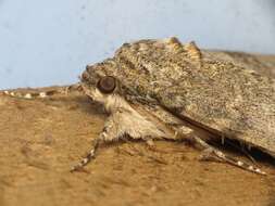 Image of red underwing