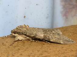 Image of red underwing