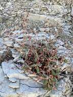 Image of James' buckwheat
