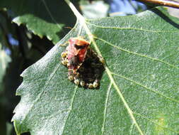 Elasmucha grisea (Linnaeus 1758) resmi