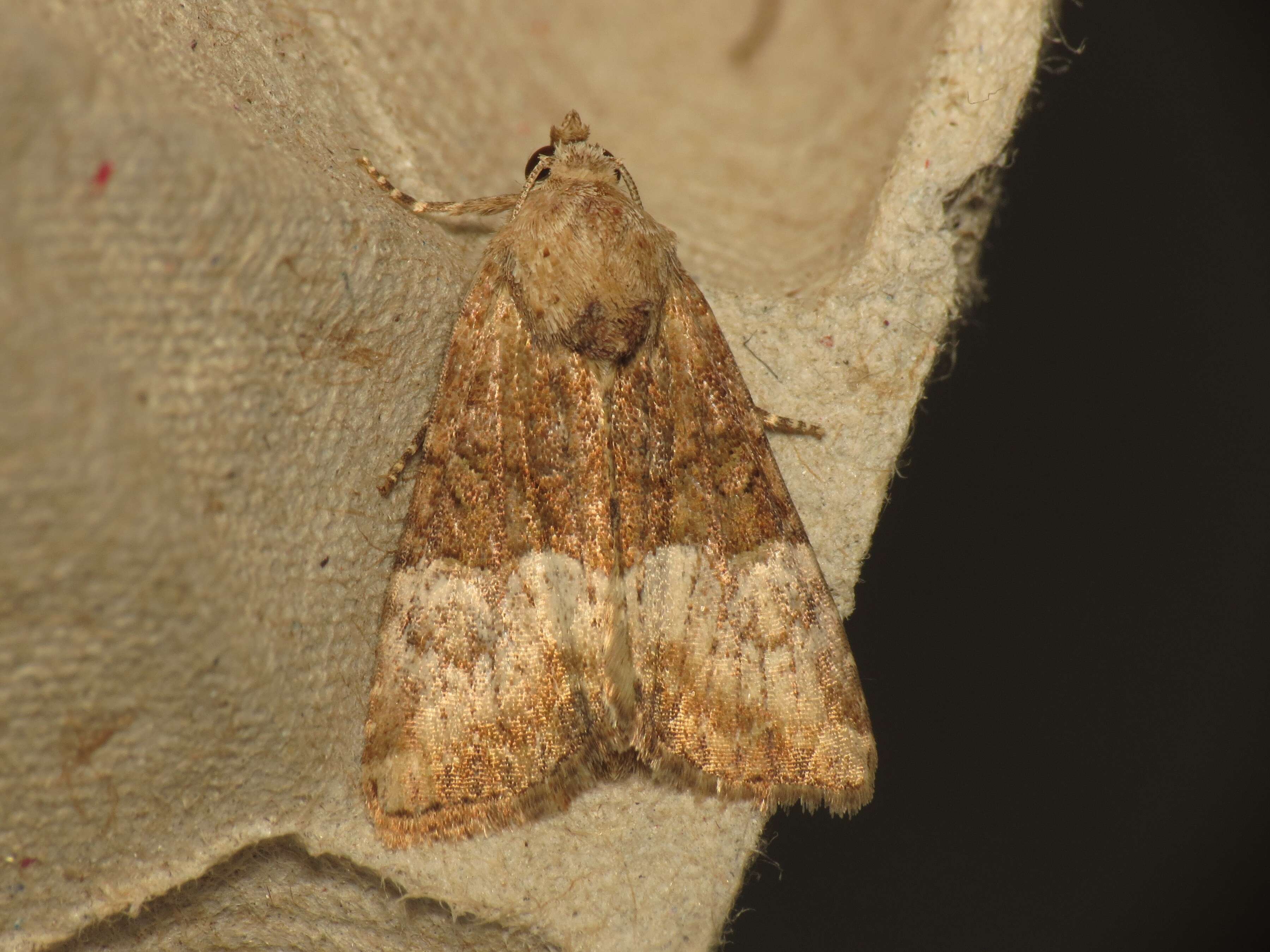 Image of Cloaked Minor