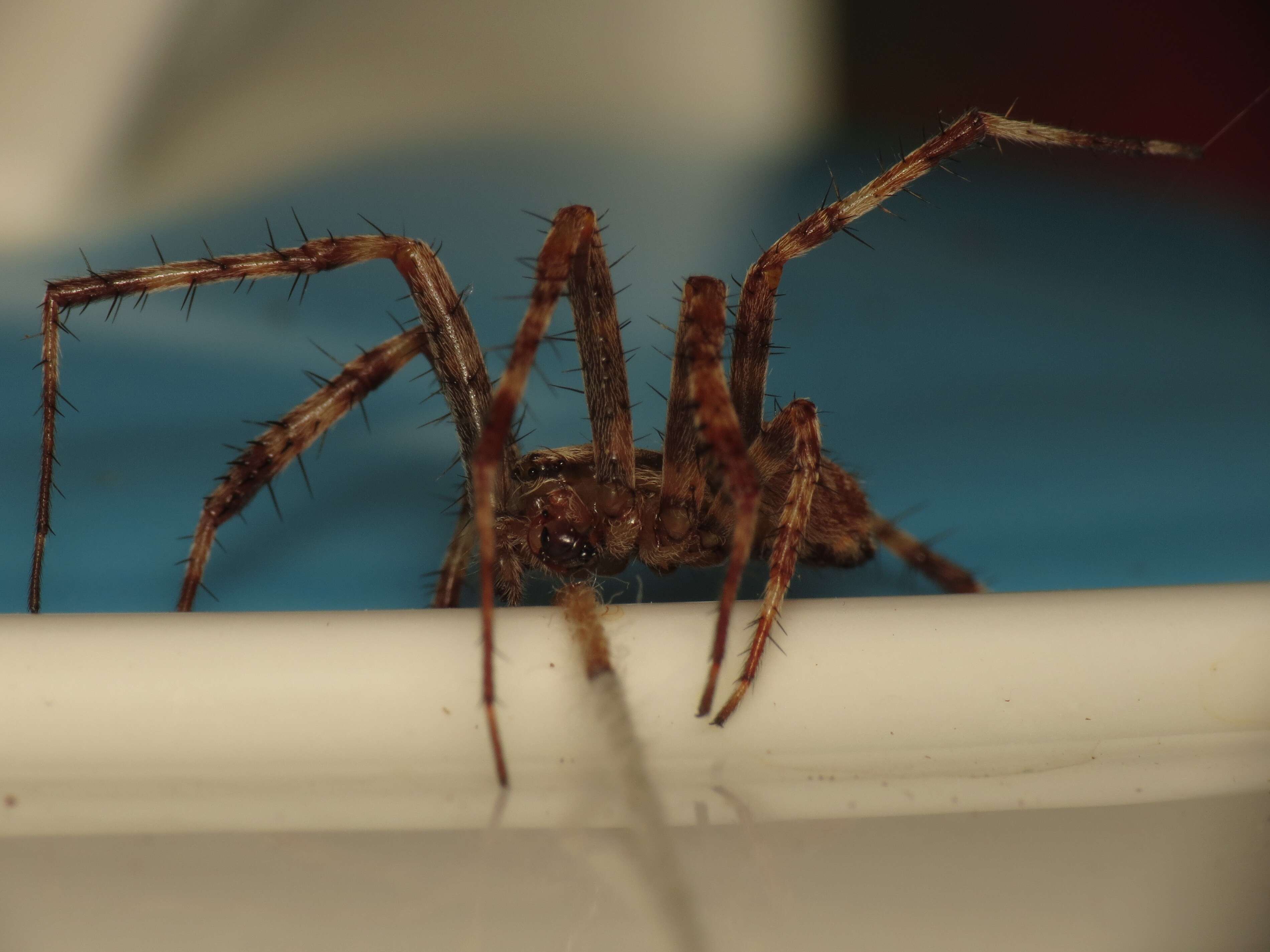 Image of Garden spider