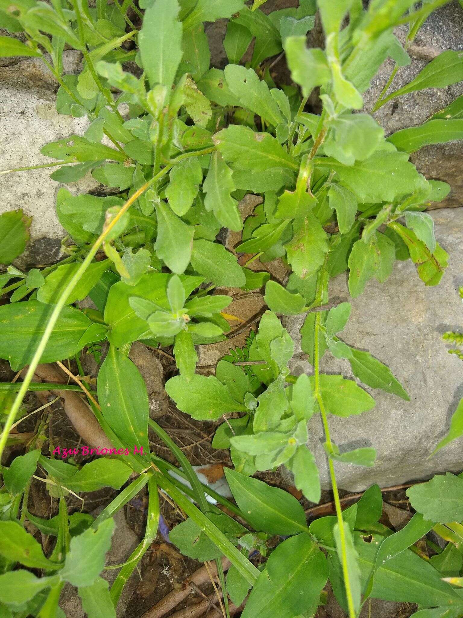 Image of Erigeron longipes DC.