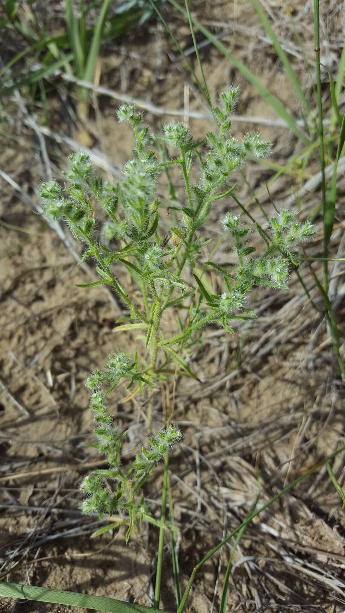 Image of sanddune cryptantha