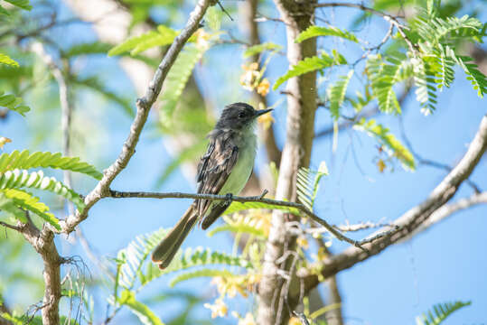 Image of Puerto Rican Flycatcher