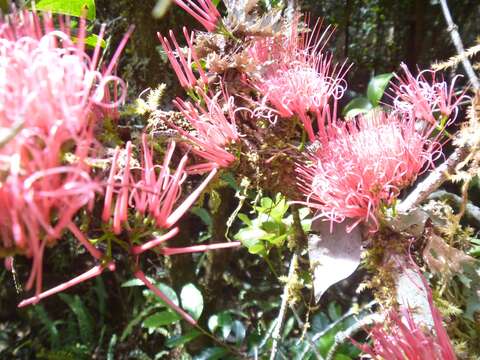 Imagem de Amyema scandens (Tieghem) Danser