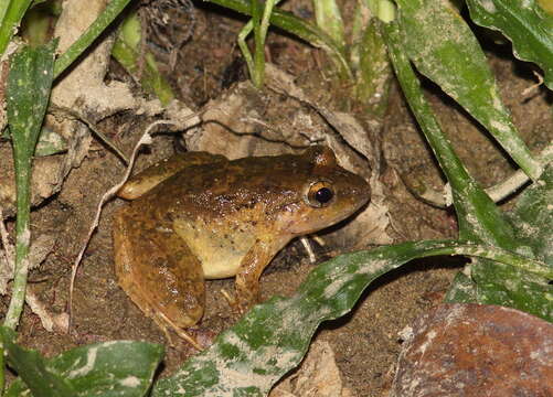 Image of Red Stream Frog