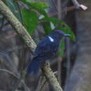 Image of Blackish Antbird