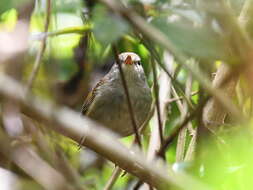 Image of Philippine Bush Warbler