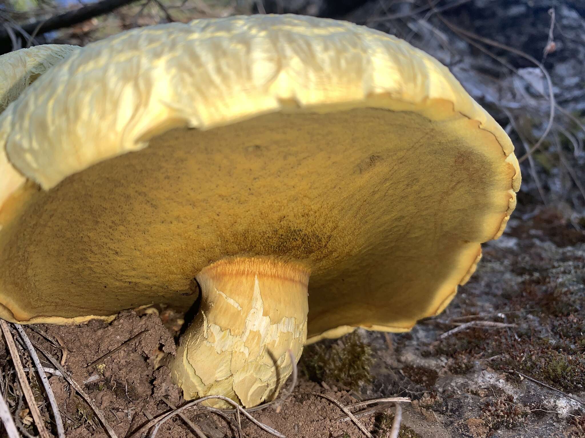 Sivun Buchwaldoboletus Pilát kuva