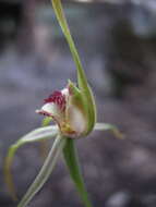 Image of Clubbed spider orchid