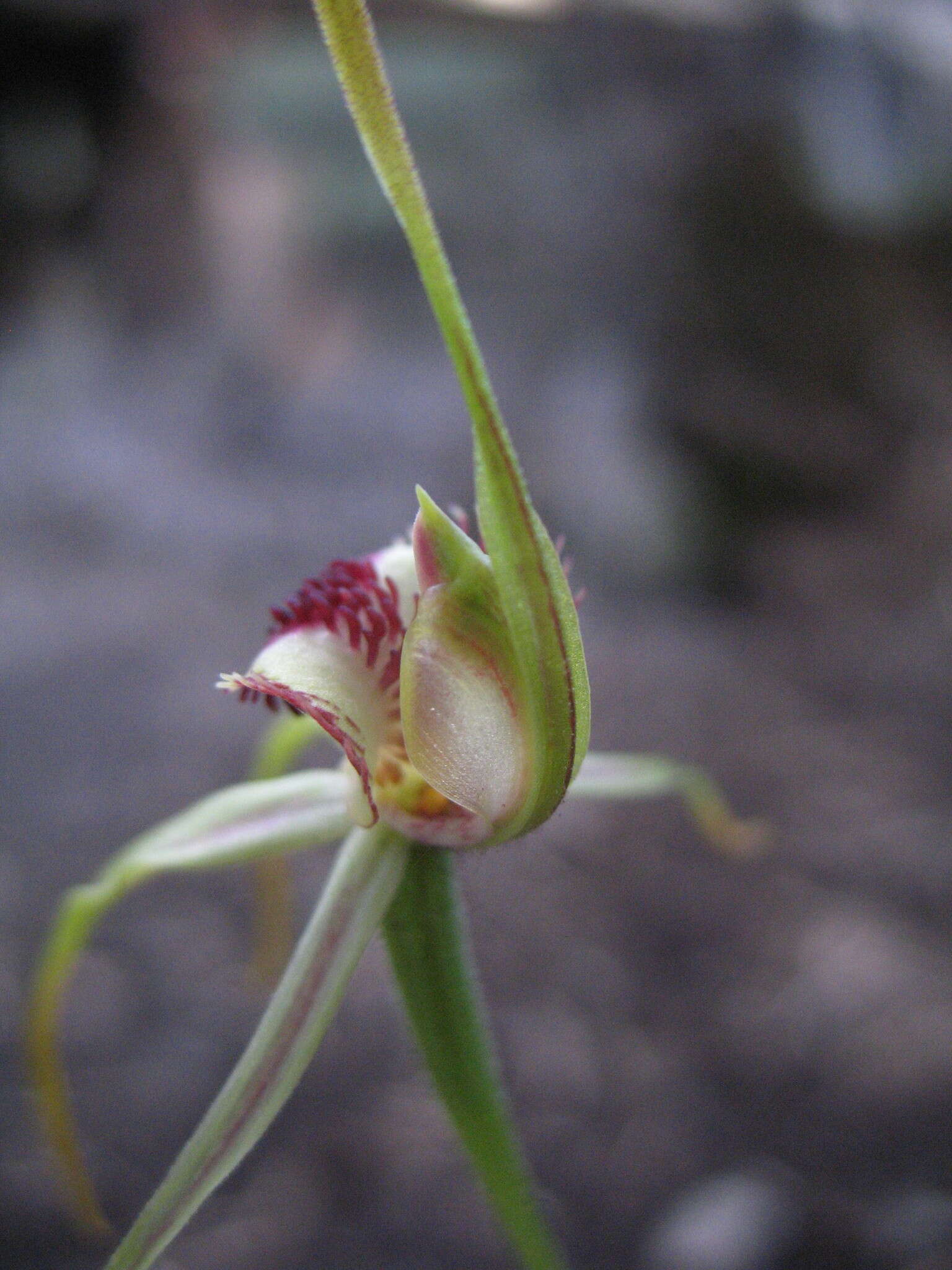 Image of Clubbed spider orchid