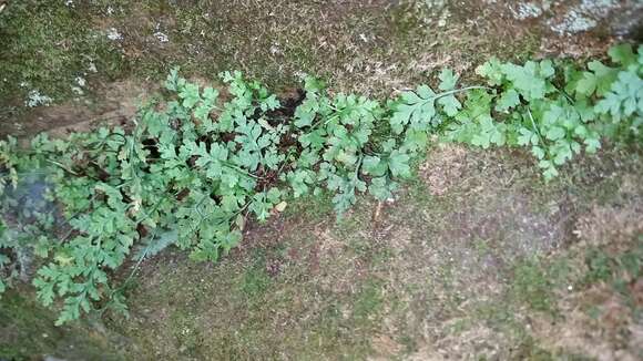 Image de Asplenium montanum Willd.