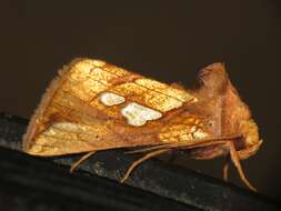 Image of gold spot