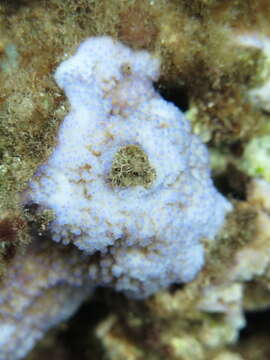 Montipora patula Verrill 1869的圖片