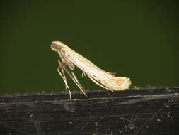 صورة Aspilapteryx tringipennella (Zeller 1839)