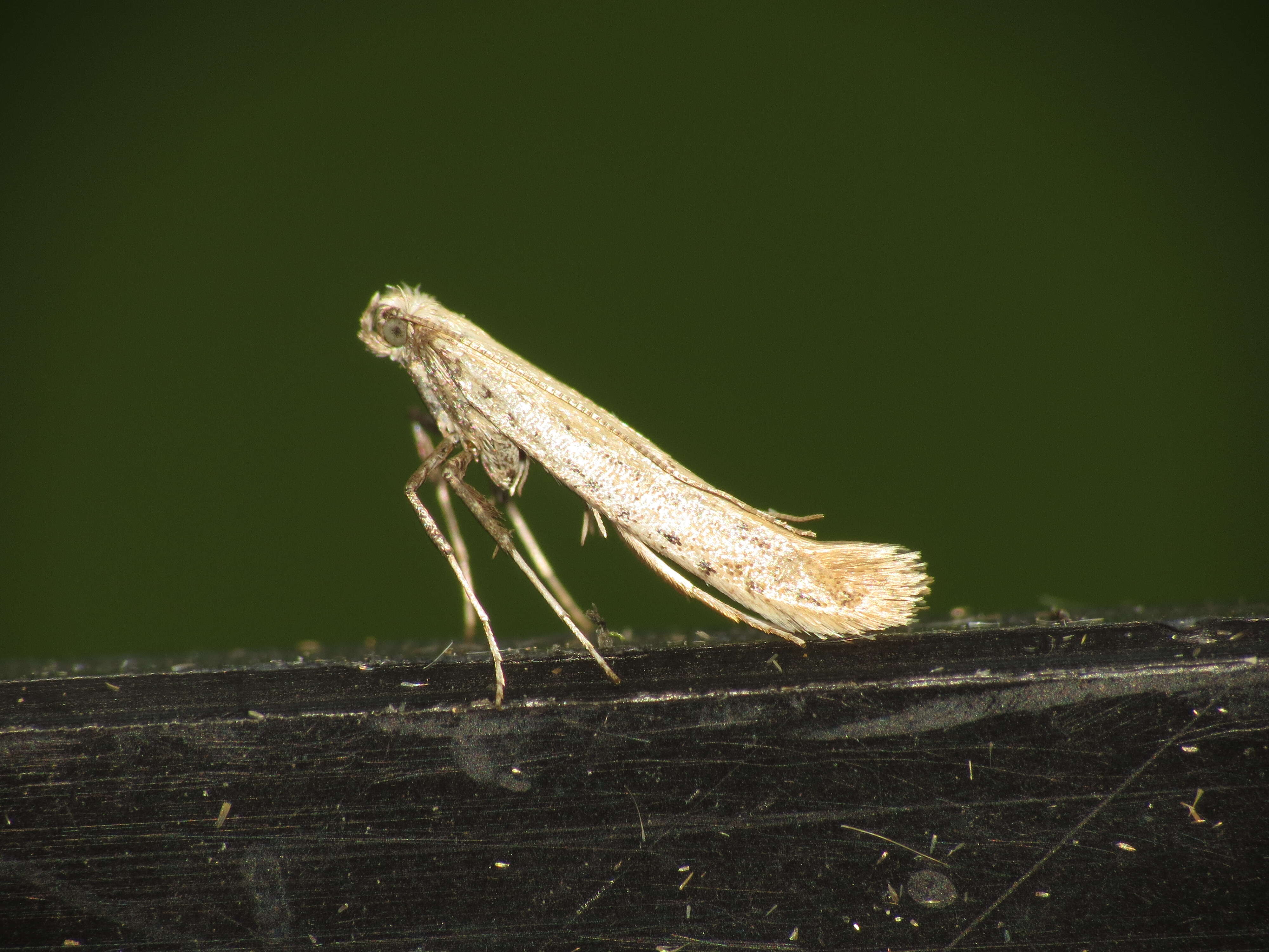 صورة Aspilapteryx tringipennella (Zeller 1839)