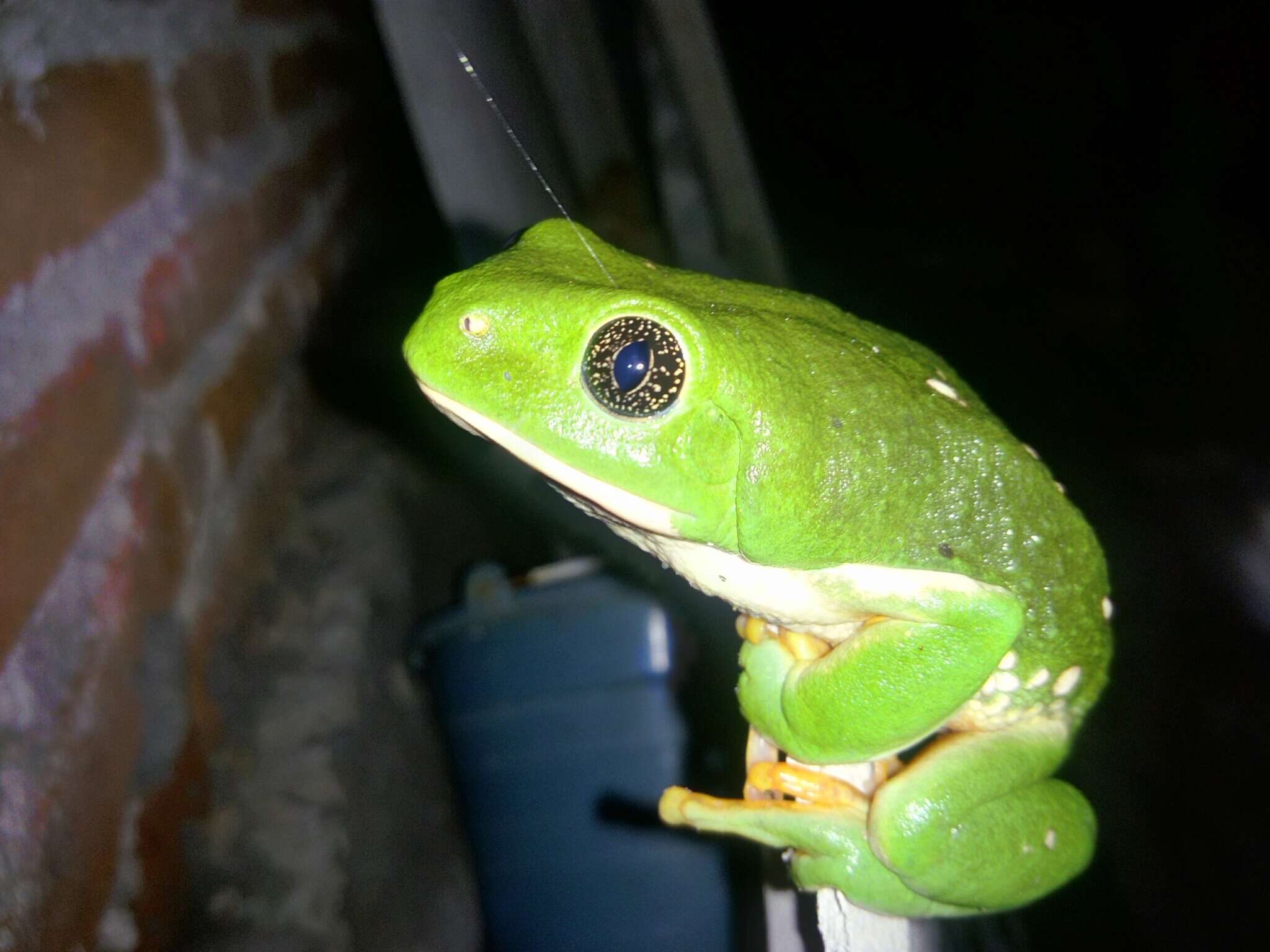 Image of Mexican leaf frog