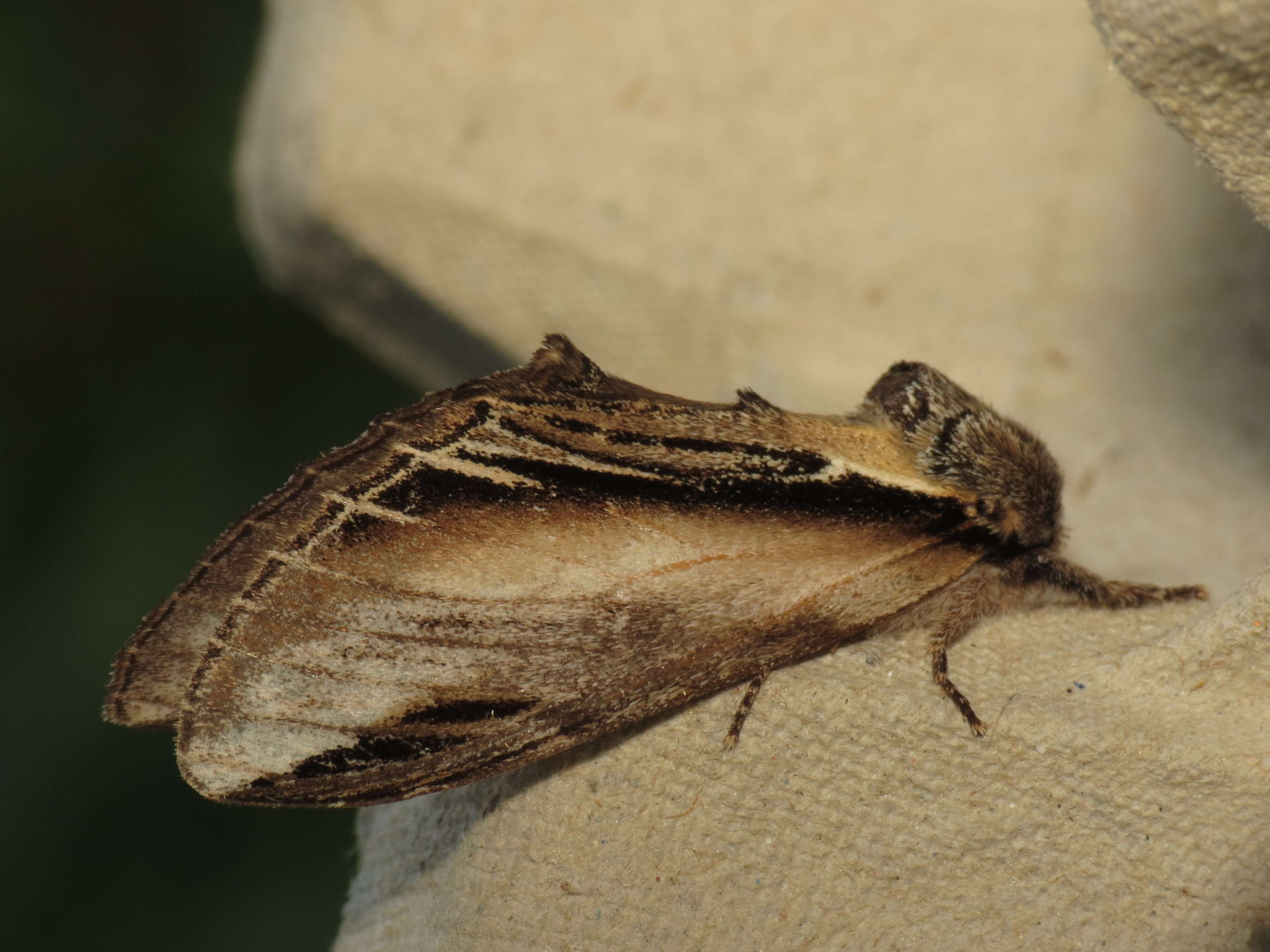 Image of Greater Swallow Prominent