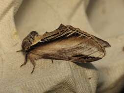 Image of Greater Swallow Prominent