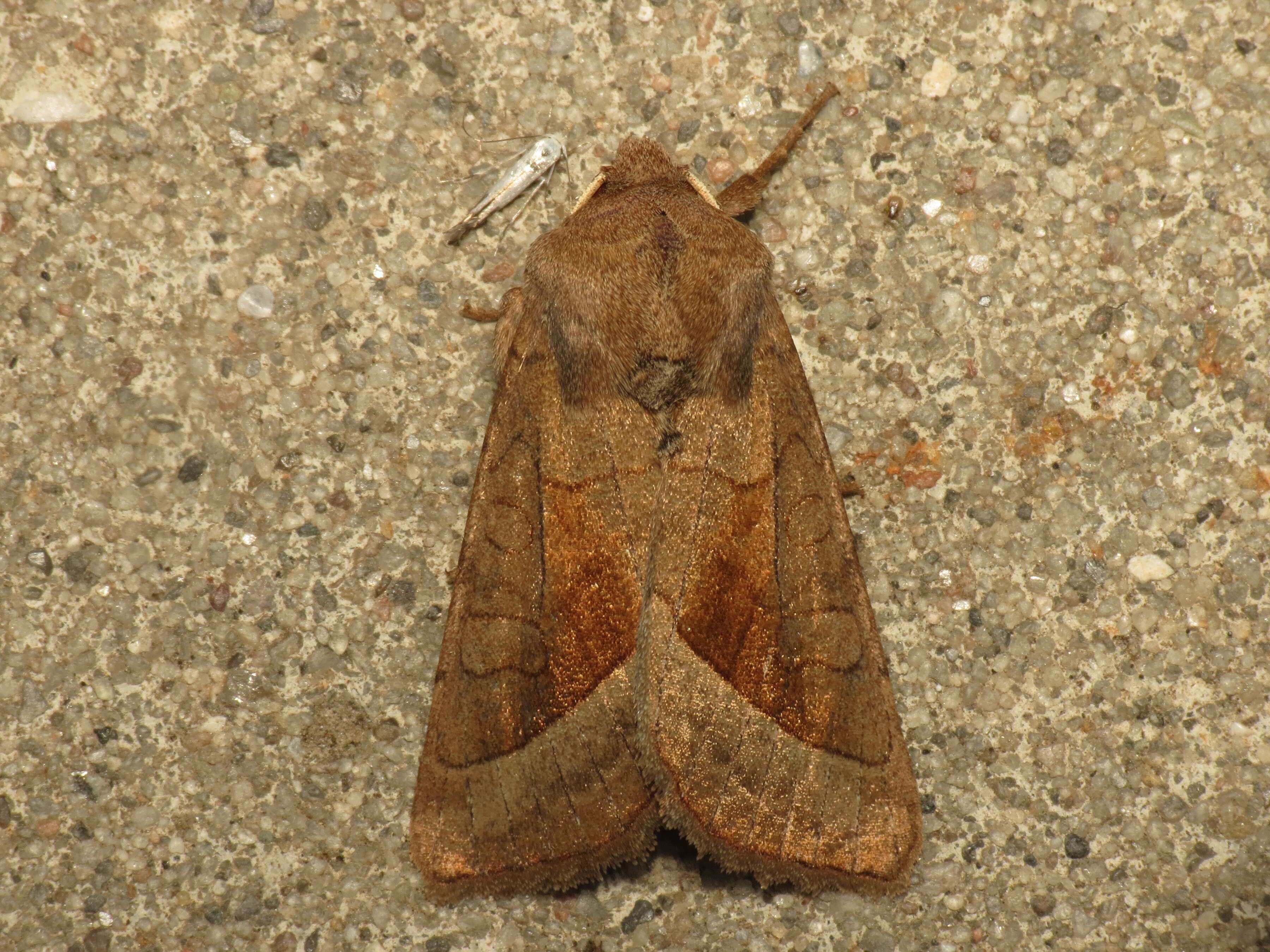 Image of rosy rustic