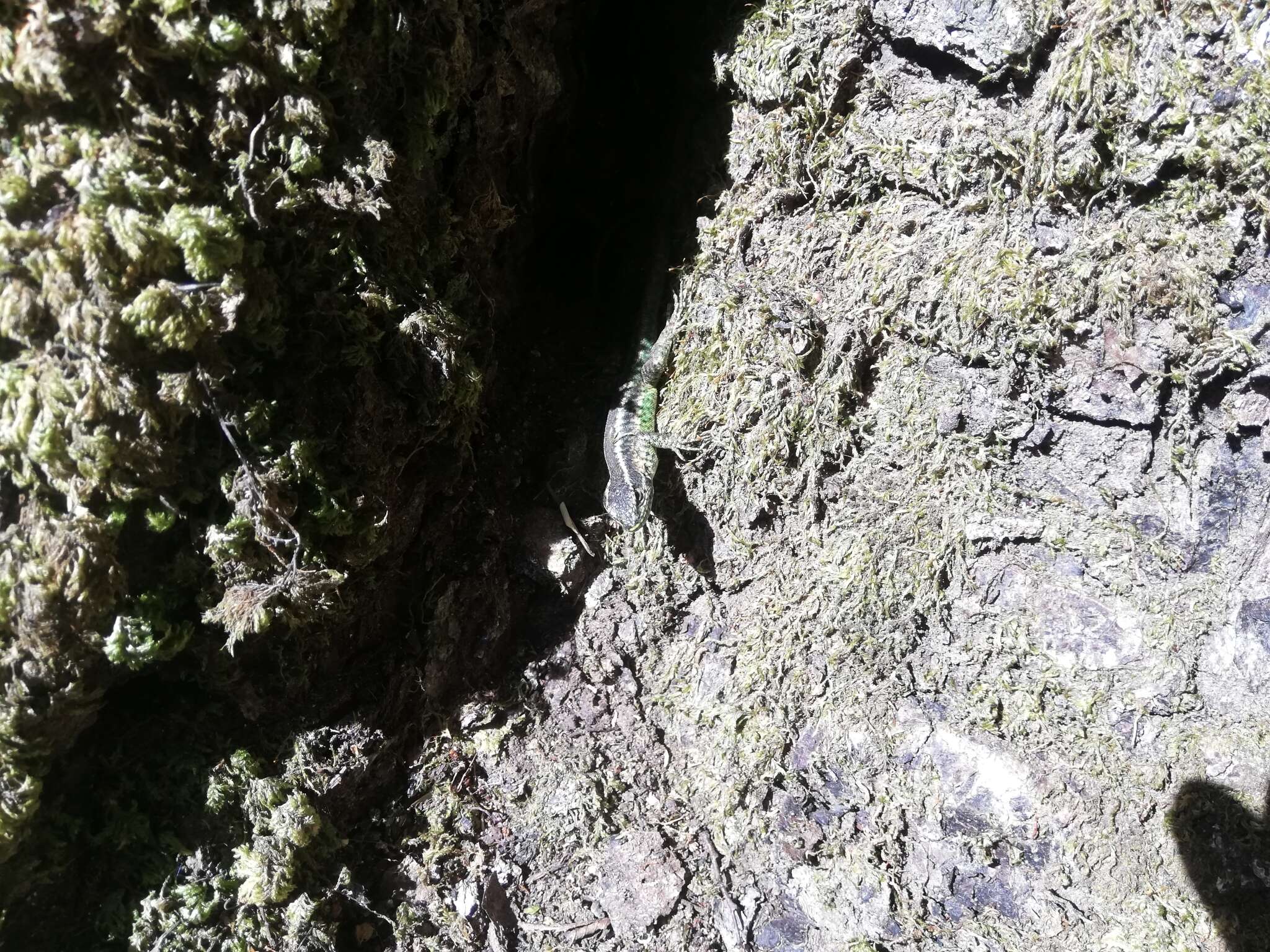 Image of Painted Tree Iguana