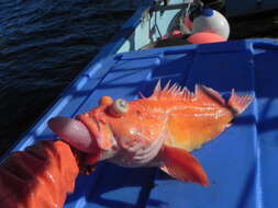 Image of Yelloweye rockfish