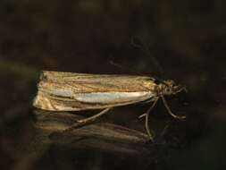 Crambus silvella Hübner (1810) resmi