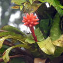 صورة Guzmania musaica (Linden & André) Mez