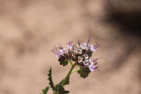 Image de Phacelia pinkavae N. D. Atwood