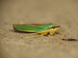 Image of Graphocephala fennahi Young 1977