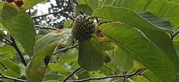 Imagem de Annona holosericea Saff.