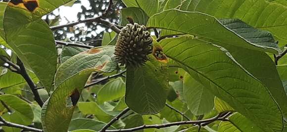 Image de Annona holosericea Saff.