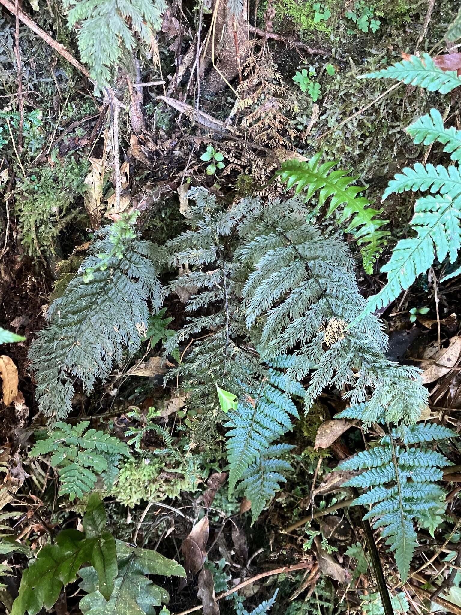 Plancia ëd Callistopteris apiifolia (Presl) Copel.