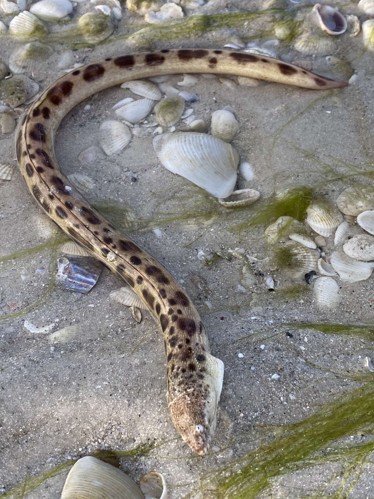 Image of Spotted Spoon-nose Eel