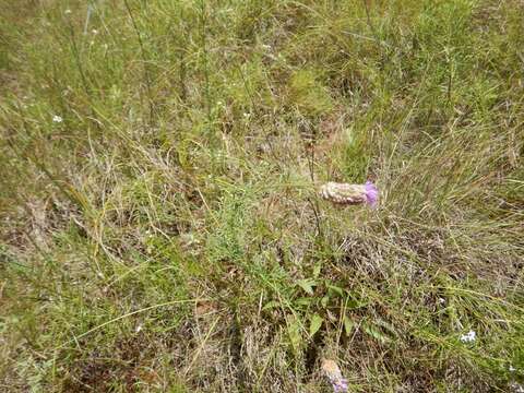 Image of purple prairie clover