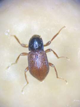 Image of Zaitzeviaria Nomura 1959